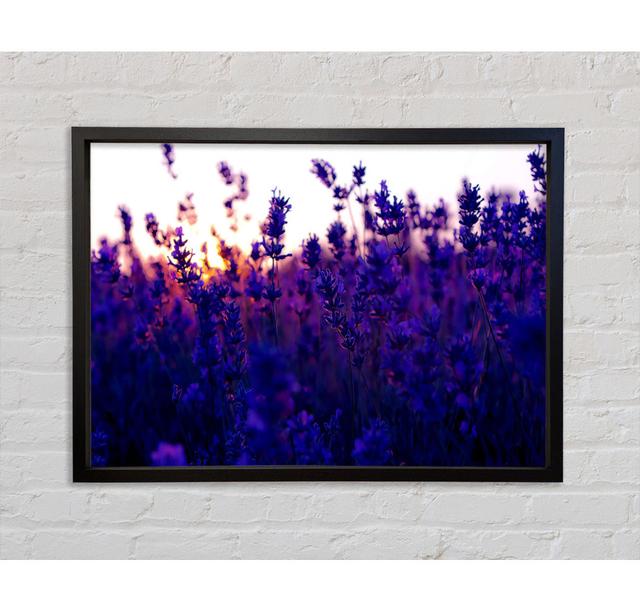 Lavender Field And Sunset - Single Picture Frame Art Prints on Canvas Bright Star Size: 84.1cm H x 118.9cm W x 3.3cm D on Productcaster.