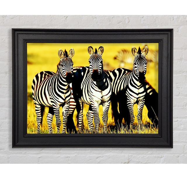 Curious Zebras Framed Print Ebern Designs Size: 100cm H x 141.4cm W on Productcaster.