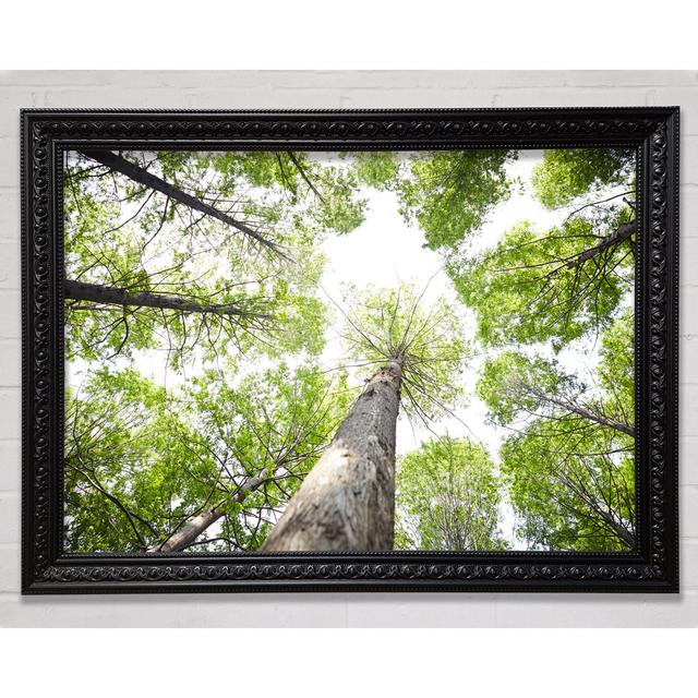 Up The Tree To The Skies - Print Bright Star Size: 59.7cm H x 84.1cm W x 3cm D on Productcaster.