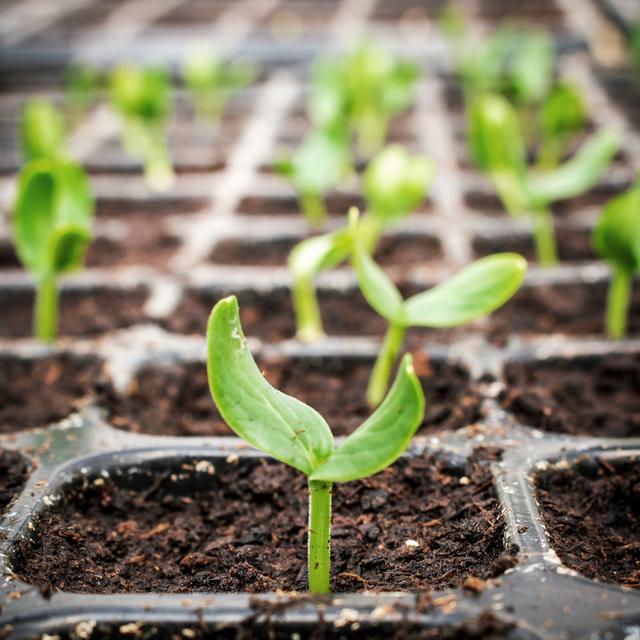 Small Green Seedling in the Growing by Tortoon - Wrapped Canvas Photograph Ebern Designs Size: 76cm H x 76cm W x 3.8cm D on Productcaster.