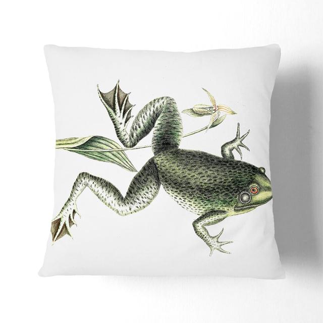 Bull Frog by Mark Catesby Cushion with Filling East Urban Home Backing Colour: White, Size: 55cm H x 55cm W x 20cm D on Productcaster.