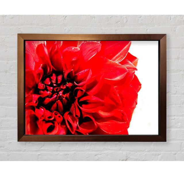 Carnation In Bloom Framed Print Ebern Designs Size: 100cm H x 141.4cm W on Productcaster.