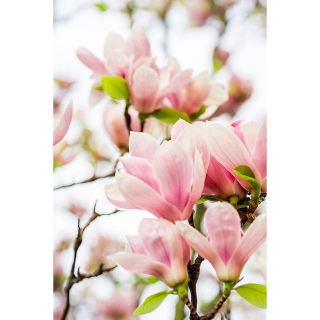 Closeup of Magnolia by Jansucko - Wrapped Canvas Photograph 17 Stories Size: 122cm H x 81cm W on Productcaster.