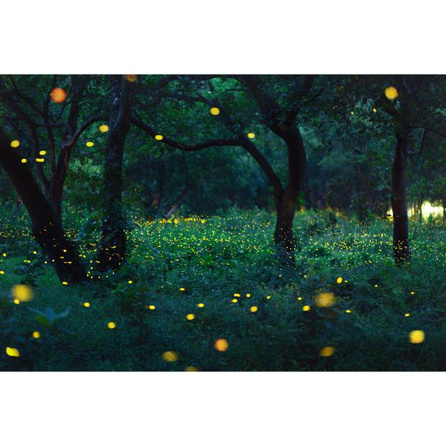 Firefly in Forest by Peera_Sathawirawong - Wrapped Canvas Photograph Alpen Home Size: 51cm H x 76cm W on Productcaster.