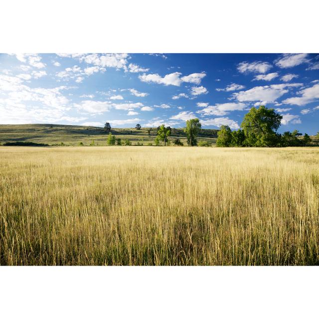 Blue Skies And Golden Field by Beklaus - No Frame Art Prints on Canvas 17 Stories Size: 75cm H x 50cm W on Productcaster.