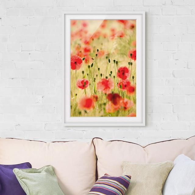 Gerahmtes Poster Sommerliche Mohnblumen East Urban Home Größe: 40 cm H x 30 cm B x 2 cm T, Rahmenauswahl: Mattweiß on Productcaster.