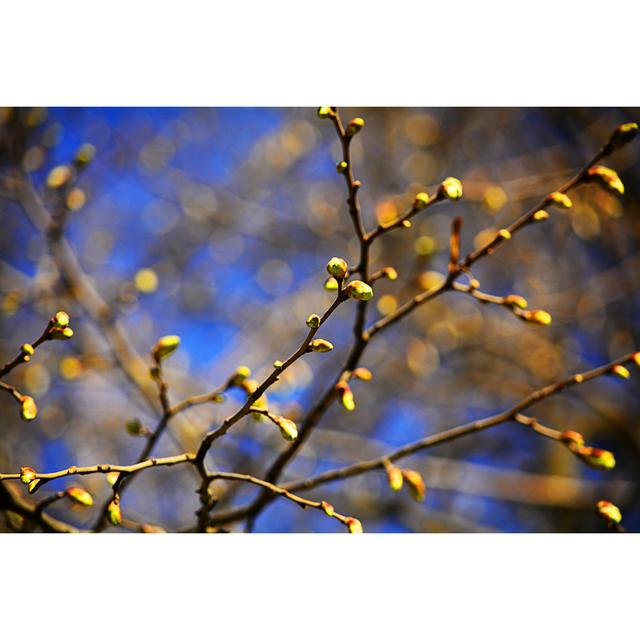 Leverick Branch With Buds - Wrapped Canvas Print 17 Stories Size: 30cm H x 46cm W x 3.8cm D on Productcaster.