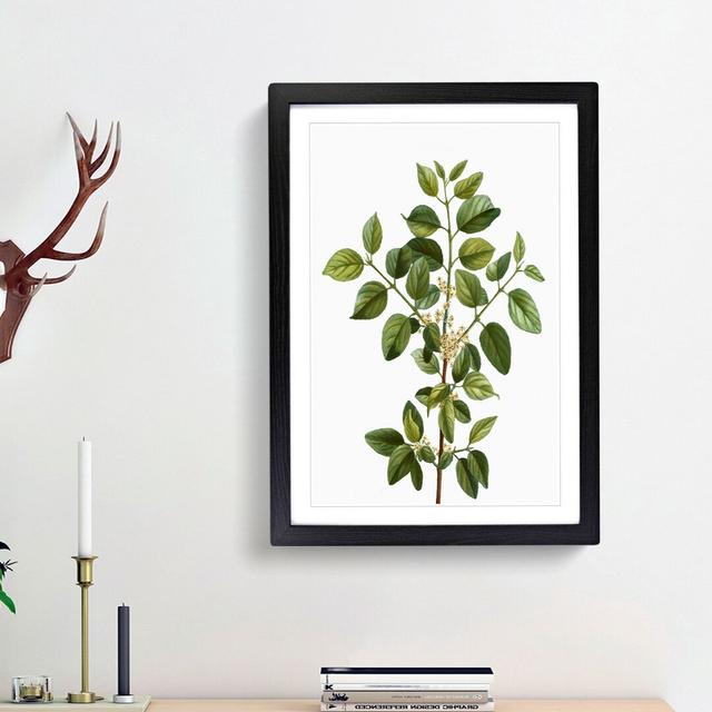 Buckthorn Tree Branch by Pierre-Joseph Redoute - Picture Frame Art Print East Urban Home Frame Option: Black Framed, Size: 36cm H x 27cm W x 2cm D on Productcaster.