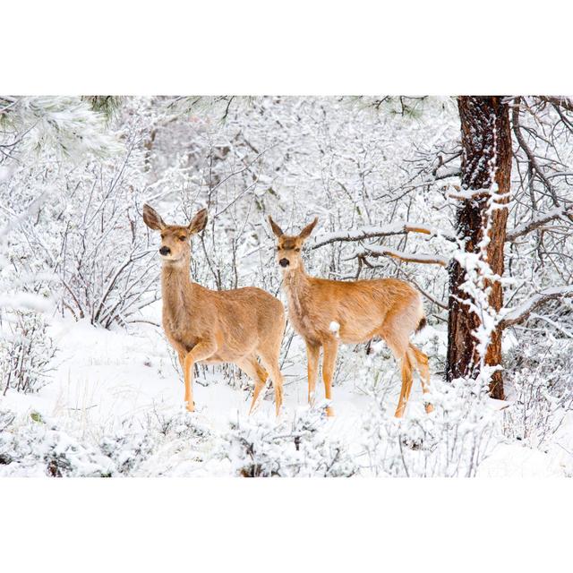 Mule Deer In Snow by SWKrullImaging - No Frame Print on Canvas Alpen Home Size: 30cm H x 46cm W on Productcaster.