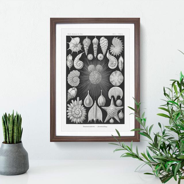 Seashells Thalamophora Vol.2 by Ernst Haeckel - Picture Frame Graphic Art East Urban Home Frame Option: Walnut Framed, Size: 48cm H x 36cm W x 2cm D on Productcaster.