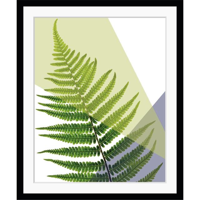 Gerahmtes Poster Ferns Sansibar Home Größe: 40 cm H x 30 cm B x 5 cm T on Productcaster.