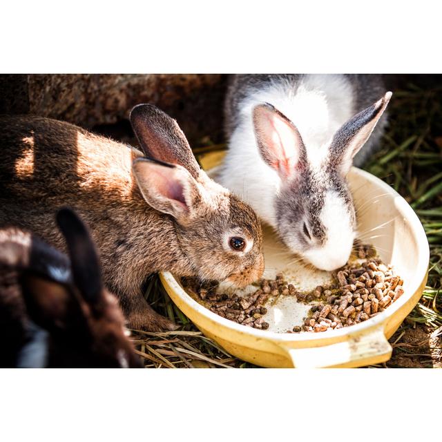 Rabbits Eat - Wrapped Canvas Photograph August Grove Size: 20cm H x 30cm W x 3.8cm D on Productcaster.