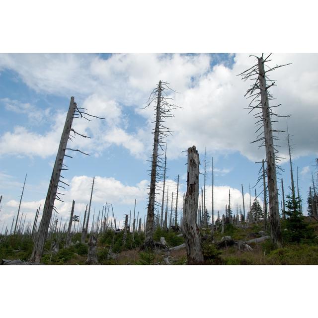 Dead Forest by Lenstravel_Com - Wrapped Canvas Photograph 17 Stories Size: 30cm H x 46cm W on Productcaster.