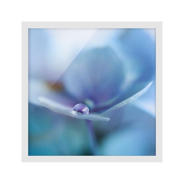 Water Drop Hydrangea Flower - Picture Frame Photograph Rosalind Wheeler Frame Option: White Framed, Size: 70cm H x 70cm W x 2cm D on Productcaster.