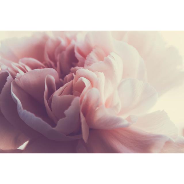 Gentle Spring Peony Close-Up - Wrapped Canvas Photograph Ebern Designs Size: 81cm H x 122cm W on Productcaster.