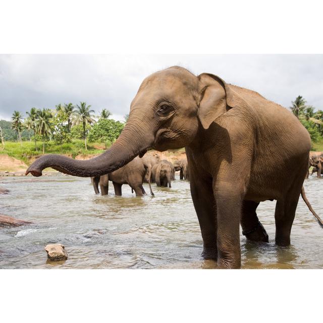 Elephants In River - Print Natur Pur Size: 51cm H x 76cm W on Productcaster.