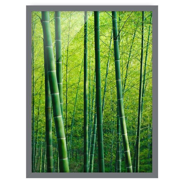 Bamboo Forest - Picture Frame Graphic Art Bay Isle Home Frame Option: Grey Framed, Size: 55cm H x 40cm W x 2cm D on Productcaster.