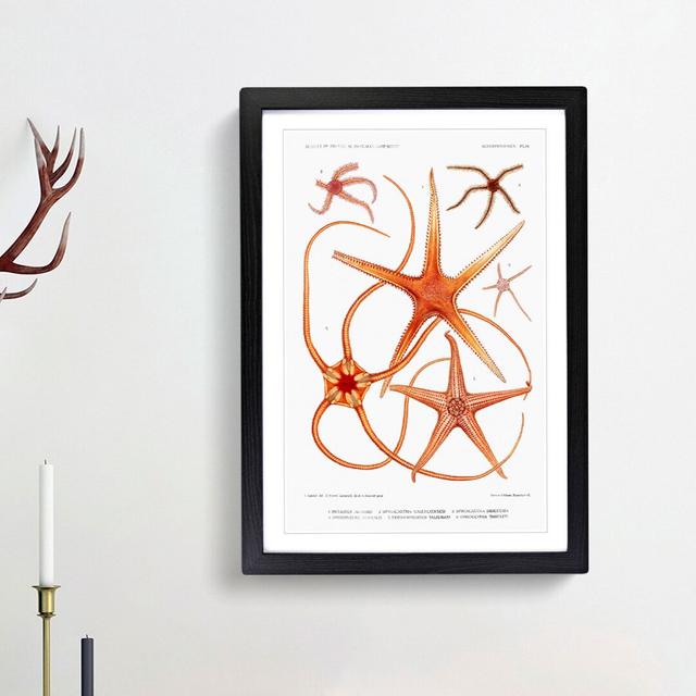 Star Fish Varieties by Albert I - Picture Frame Graphic Art Print East Urban Home Frame Option: Black Framed, Size: 36cm H x 27cm W x 2cm D on Productcaster.