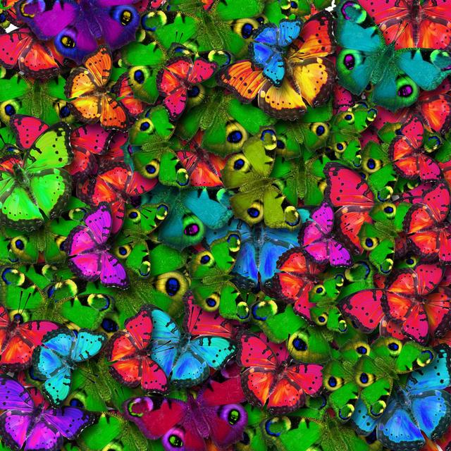 Hallinan Butterfly Color by Digitalroomm - Print Latitude Run Size: 91cm H x 91cm W x 3.8cm D on Productcaster.