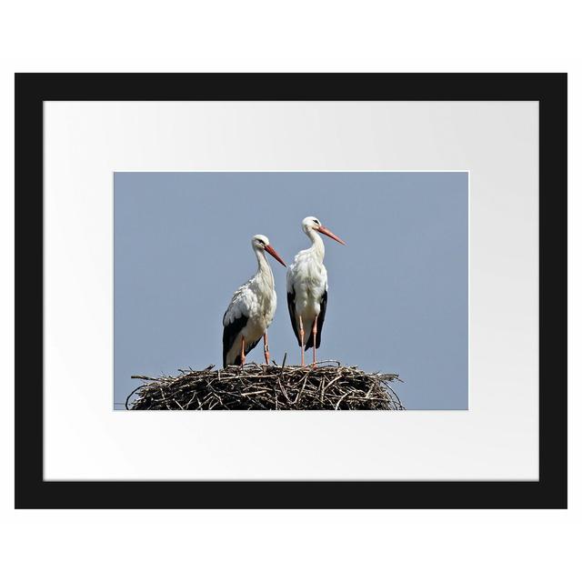 Gerahmtes Poster Two Proud Storks in a Nest East Urban Home Größe: 30 cm H x 38 cm B x 2,5 cm T on Productcaster.