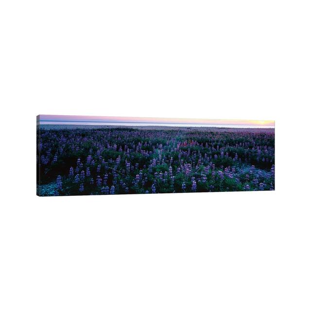 Wildflowers At The Coast, Portuguese Bend, Palos Verdes, California, USA - Wrapped Canvas Panoramic Print Brayden Studio Size: 30.48cm H x 91.44cm W x on Productcaster.