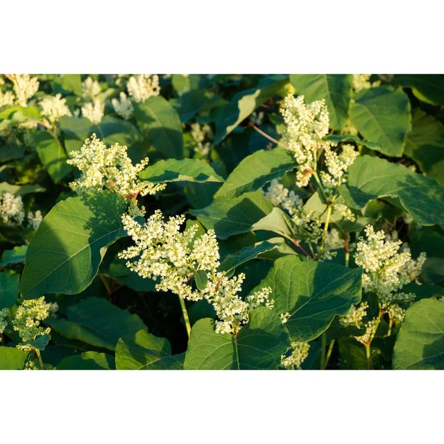 Blooming Sakhalin Knotweed - Wrapped Canvas Print 17 Stories Size: 81cm H x 122cm W on Productcaster.