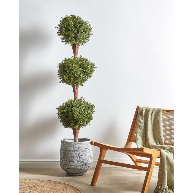 Plant Dakota Fields Size: 154cm H x 45cm W x 45cm D on Productcaster.