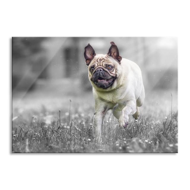 Running Pug - Unframed Photograph on Glass Brayden Studio Size: 60cm H x 80cm W x 0.4cm D on Productcaster.