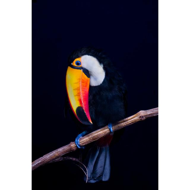 Toucan Toco by Legna69 - Wrapped Canvas Art Prints 17 Stories Size: 75cm H x 50cm W on Productcaster.