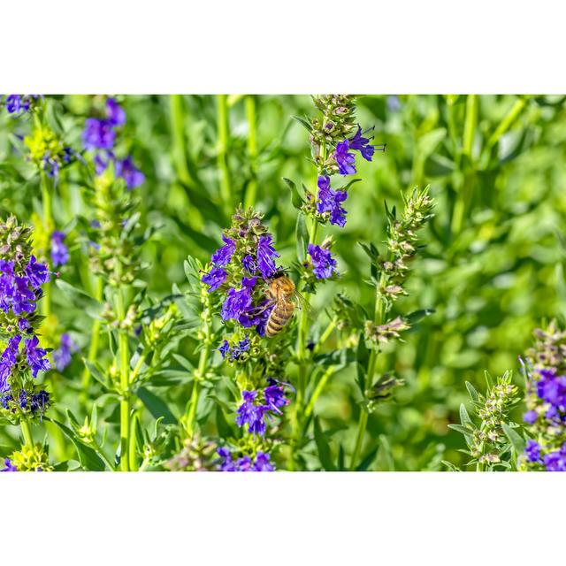 Pennside Bee On A Hyssop Flower - Wrapped Canvas Photograph Marlow Home Co. Size: 61cm H x 91cm W x 3.8cm D on Productcaster.