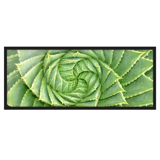 Spiral Aloe Format - Picture Frame Graphic Art Bloomsbury Market Size: 40cm H x 100cm W x 2cm D, Frame Option: Black Framed on Productcaster.