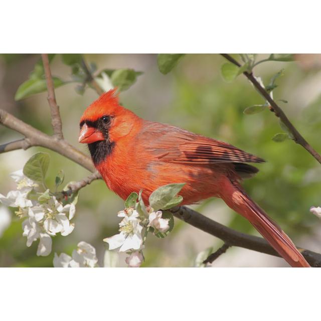 Leinwandbild Northern Cardinal (Cardinalis) Ebern Designs Größe: 81 cm H x 122 cm B x 3,8 cm T on Productcaster.