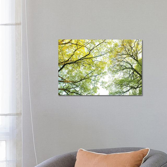 Spring Trees by Mateusz Piesiak - Wrapped Canvas Print Latitude Run Size: 45.72cm H x 66.04cm W x 1.91cm D on Productcaster.