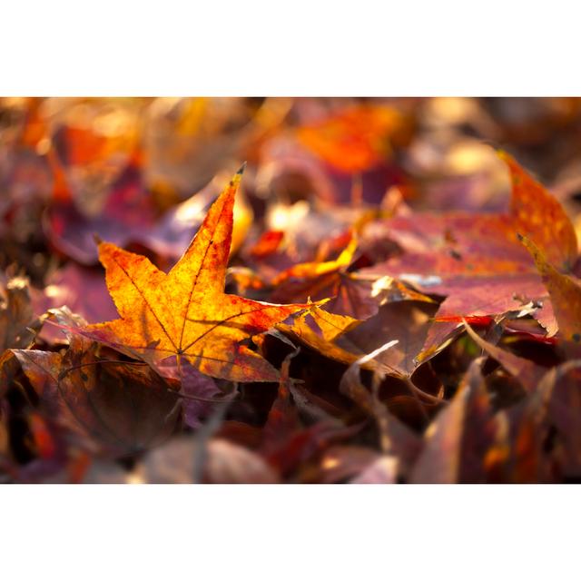 Autumn Maple Leaves by Bernie_photo - No Frame Art Prints on Canvas 17 Stories Size: 20cm H x 30cm W on Productcaster.