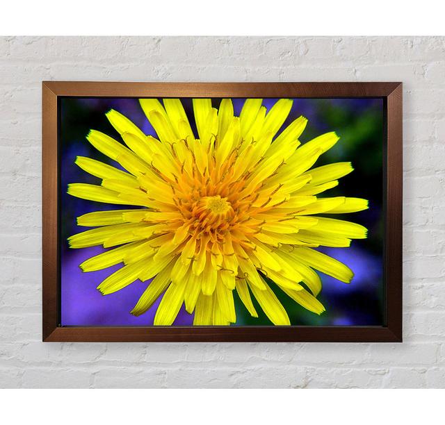 Yellow Wildflower - Single Picture Frame Art Prints Bright Star Size: 42cm H x 59.7cm W x 3.4cm D on Productcaster.