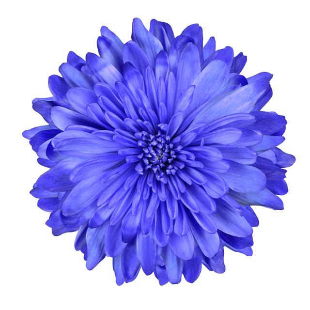 Blue Chrysanthemum Flower - Wrapped Canvas Photograph Latitude Run Size: 30cm H x 30cm W x 3.8cm D on Productcaster.