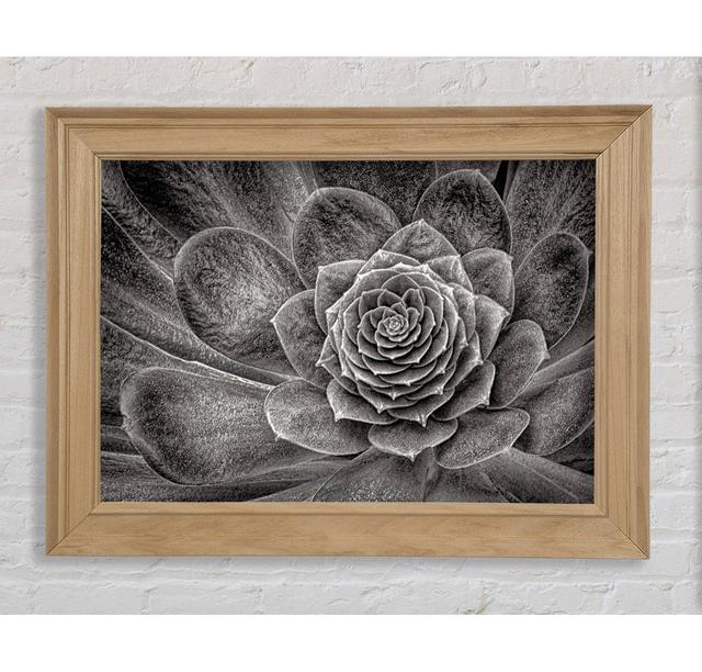 Cabbage Leaves - Single Picture Frame Art Prints Bright Star Size: 21cm H x 42cm W x 8cm D on Productcaster.