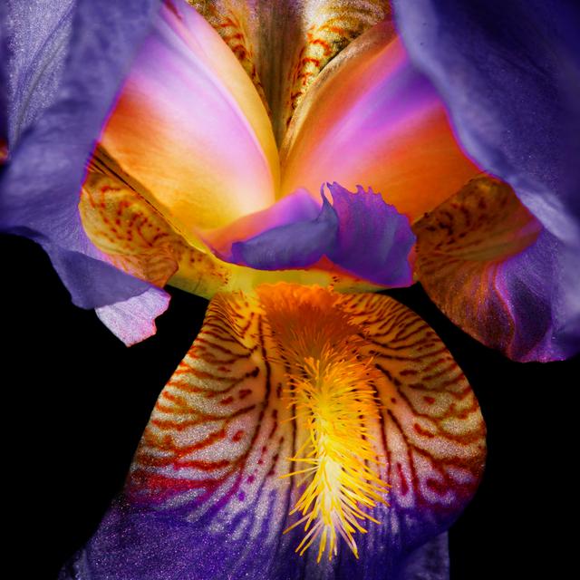 Blooming Iris On Black by Dlerick - No Frame Art Prints on Canvas 17 Stories Size: 122cm H x 122cm W on Productcaster.