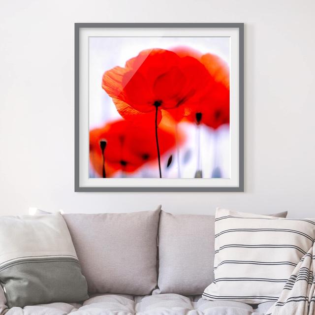 Gerahmtes Poster Magic Poppies East Urban Home Rahmen-Optionen: Mattgrau, Größe: 50 cm H x 50 cm B x 2 cm T on Productcaster.