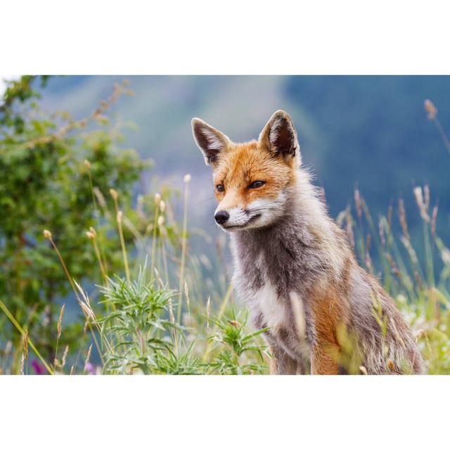 Red Fox In The Mountains by Piola - Leinwandbild 17 Stories Größe: 20 cm H x 30 cm B on Productcaster.