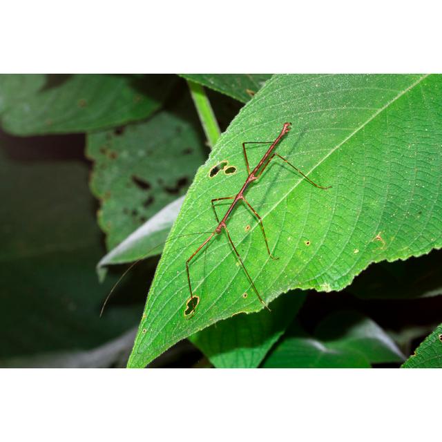 Stick Insect In Belize by Kevin Wells - Wrapped Canvas Print 17 Stories Size: 81cm H x 122cm W x 3.8cm D on Productcaster.