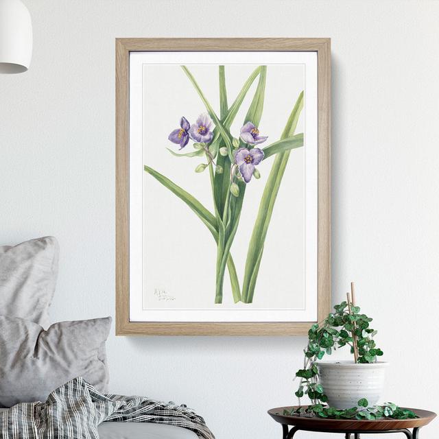 Virginia Spiderwort by Mary Vaux Walcott - Picture Frame Painting East Urban Home Size: 48cm H x 36cm W x 2cm D, Frame Option: Oak on Productcaster.