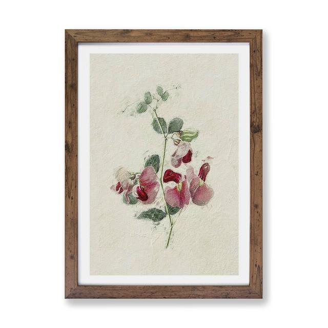 Sweet Pea Flowers - Single Picture Frame Painting East Urban Home Frame Option: Walnut, Size: 33cm H x 45cm W x 2cm D on Productcaster.