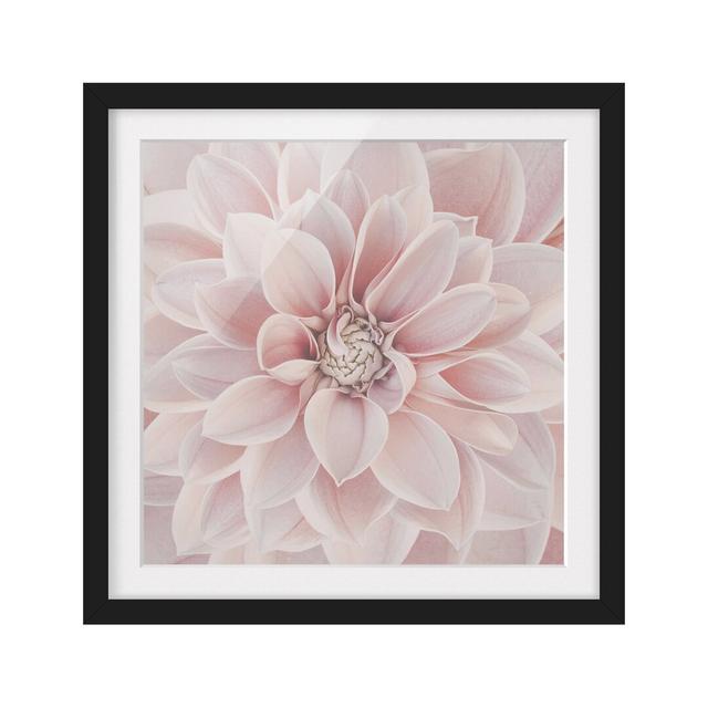 Dahlia in Powder Pink - Picture Frame Graphic Art Ebern Designs Size: 30cm H x 30cm W x 2cm D, Frame Option: Black Framed on Productcaster.