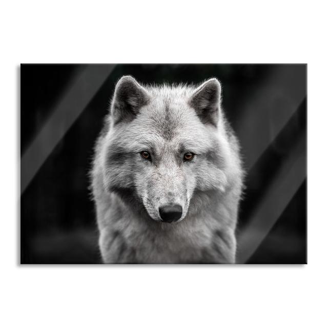 Close-Up of Young Arctic Wolf - Unframed Photograph on Glass Alpen Home Size: 60cm H x 80cm W x 0.4cm D on Productcaster.