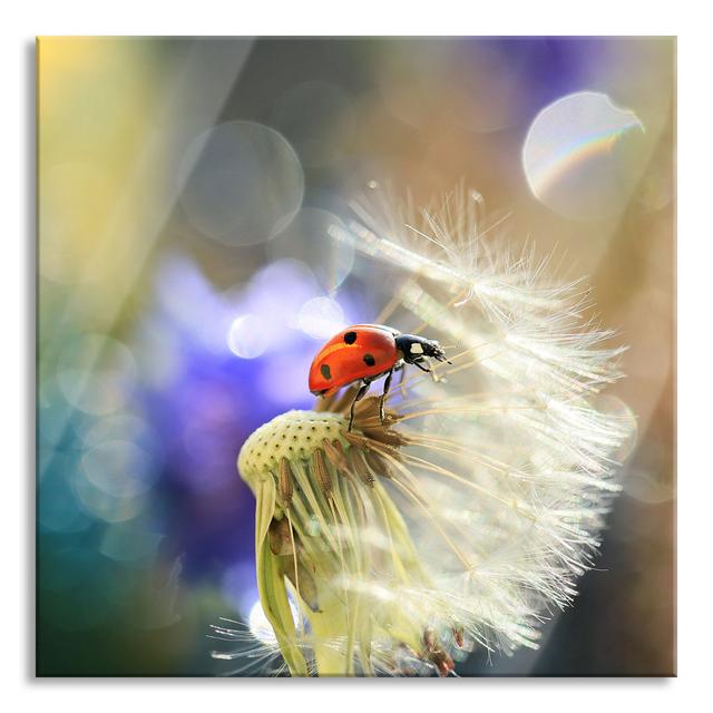 Ungerahmtes Foto auf Glas "Ladybird on Dandelion" Ebern Designs Größe: 60 cm H x 60 cm B x 0.4 cm T on Productcaster.