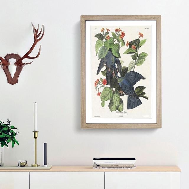 White-Crowned Pigeons by John Audubon - Picture Frame Painting Print East Urban Home Size: 36cm H x 27cm W x 2cm D, Frame Option: Oak Framed on Productcaster.