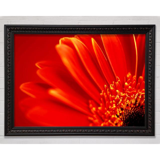 Orange On Orange Gerbera Petals Framed Print Bright Star Size: 42cm H x 59.7cm W x 3cm D on Productcaster.