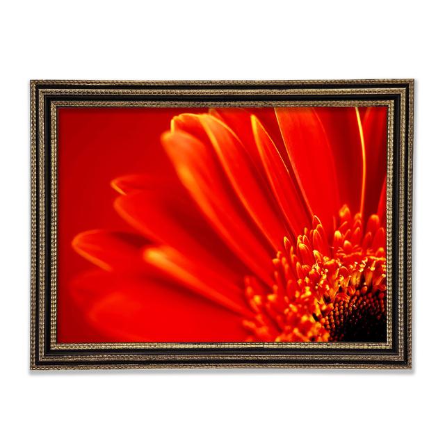 Orange On Orange Gerbera Petals Framed Print Ebern Designs Size: 29.7cm H x 42cm W x 3cm D on Productcaster.