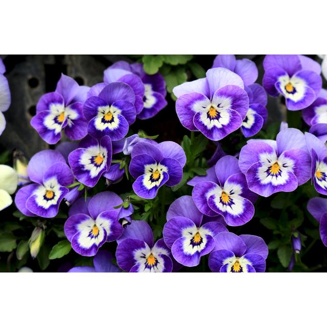 Pansy Blooming At The Roadside In Winter - Wrapped Canvas Print Ebern Designs Size: 51cm H x 76cm W x 3.8cm D on Productcaster.